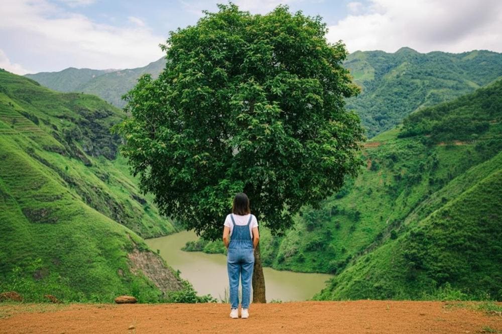 Bóng lưng tâm trạng lặng ngắm cây Cô Đơn